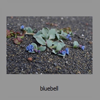 bluebell