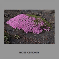 moss campion