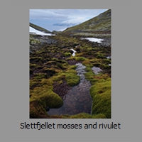 Slettfjellet mosses and rivulet