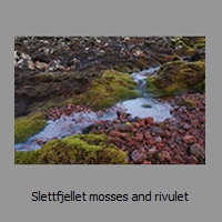 Slettfjellet mosses and rivulet