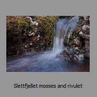 Slettfjellet mosses and rivulet